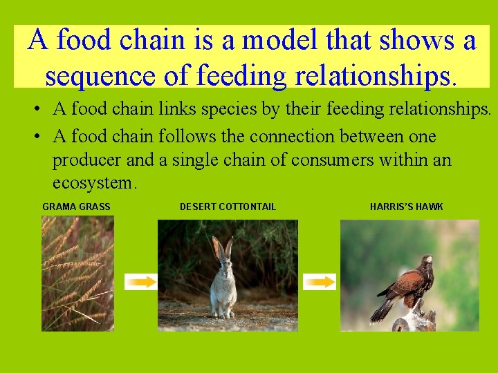 A food chain is a model that shows a sequence of feeding relationships. •