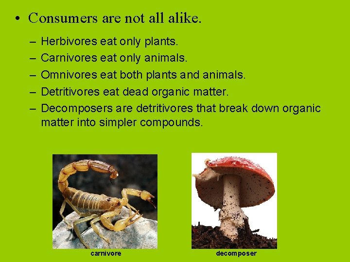  • Consumers are not all alike. – – – Herbivores eat only plants.