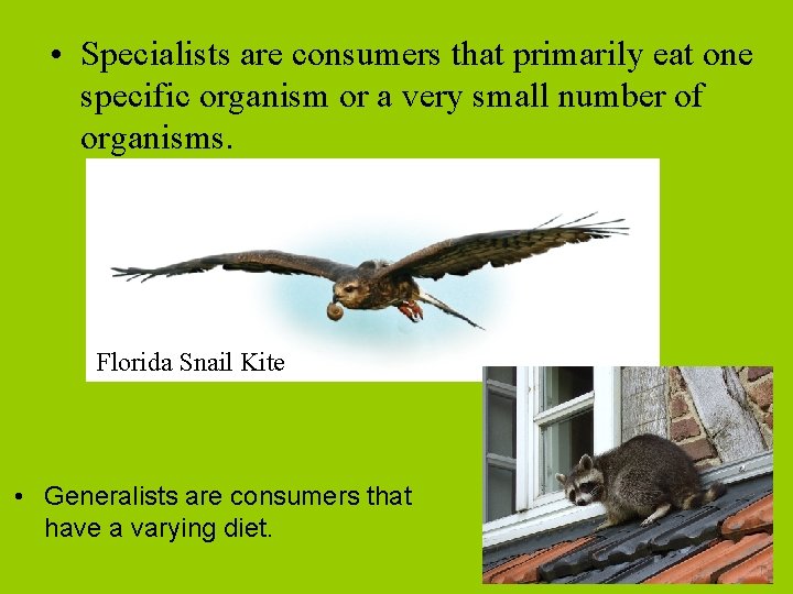  • Specialists are consumers that primarily eat one specific organism or a very