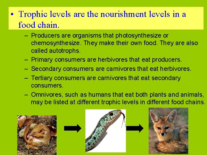  • Trophic levels are the nourishment levels in a food chain. – Producers