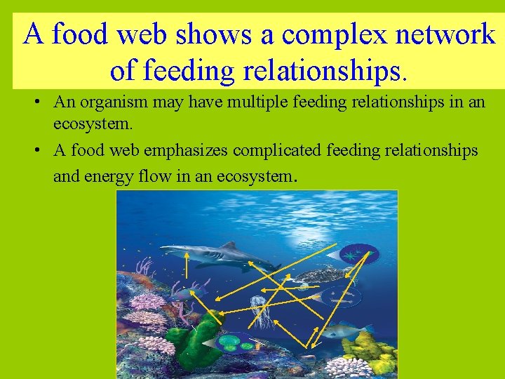 A food web shows a complex network of feeding relationships. • An organism may