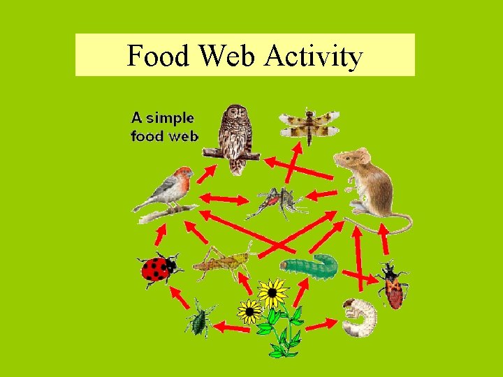 Food Web Activity 