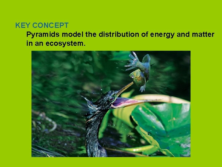 KEY CONCEPT Pyramids model the distribution of energy and matter in an ecosystem. 