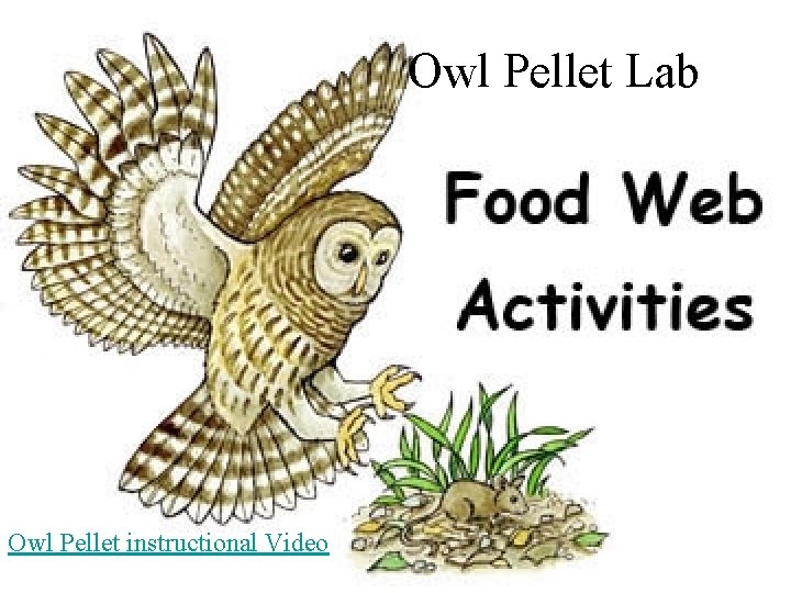 Owl Pellet Lab Owl Pellet instructional Video 