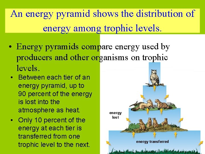 An energy pyramid shows the distribution of energy among trophic levels. • Energy pyramids