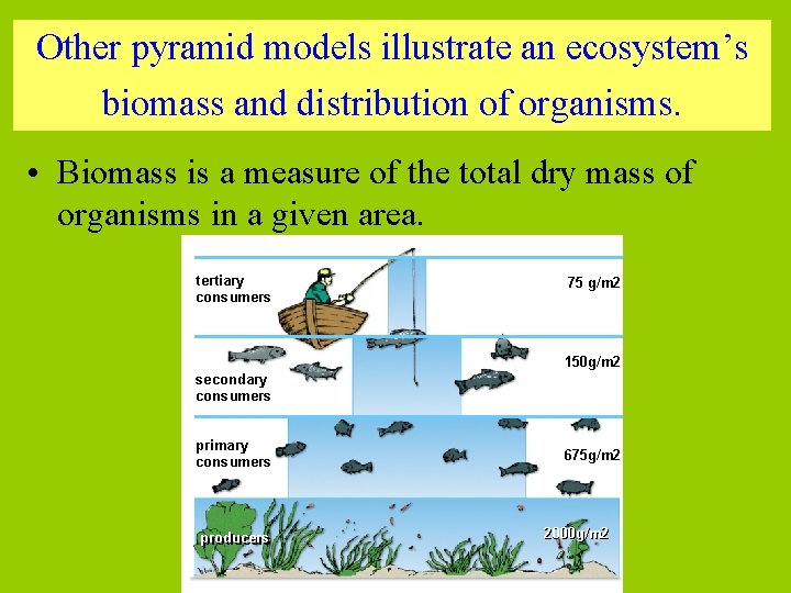 Other pyramid models illustrate an ecosystem’s biomass and distribution of organisms. • Biomass is