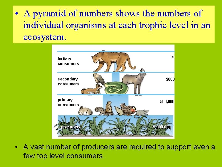  • A pyramid of numbers shows the numbers of individual organisms at each