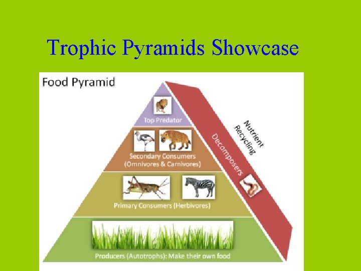 Trophic Pyramids Showcase 