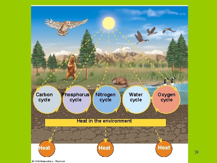 Carbon cycle Phosphorus cycle Nitrogen cycle Water cycle Oxygen cycle Heat in the environment