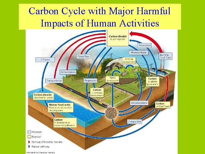 Carbon Cycle with Major Harmful Impacts of Human Activities 
