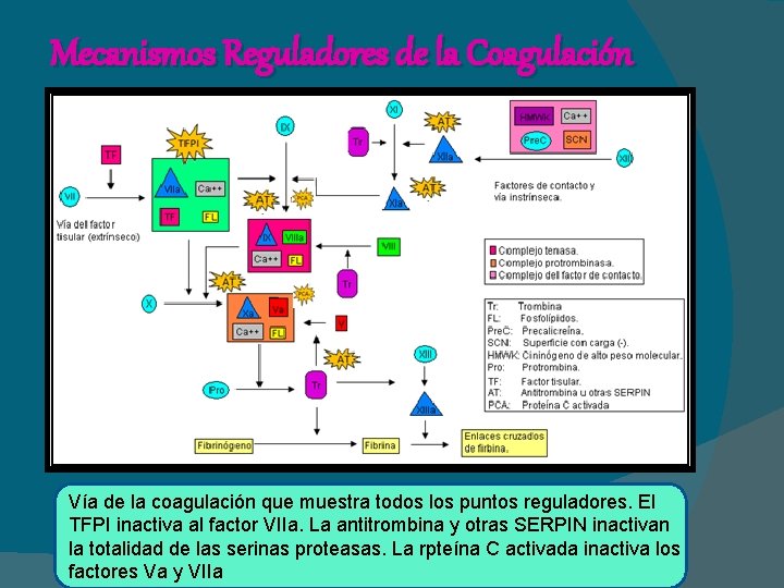 Mecanismos Reguladores de la Coagulación Vía de la coagulación que muestra todos los puntos