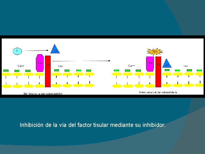 Inhibición de la vía del factor tisular mediante su inhibidor. 