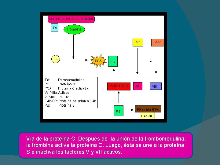 Vía de la proteína C. Después de la unión de la trombomodulina, la trombina