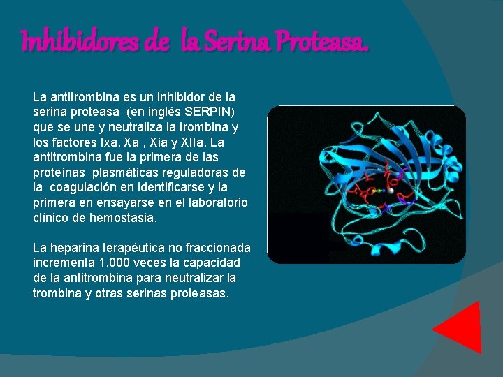 Inhibidores de la Serina Proteasa. La antitrombina es un inhibidor de la serina proteasa