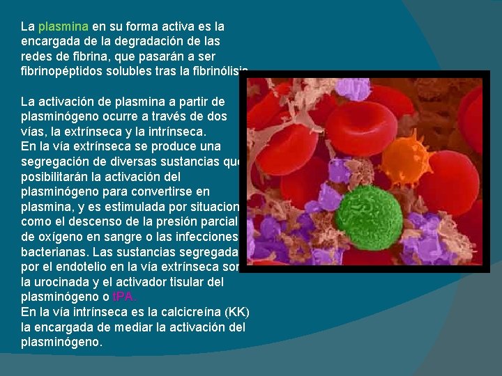 La plasmina en su forma activa es la encargada de la degradación de las