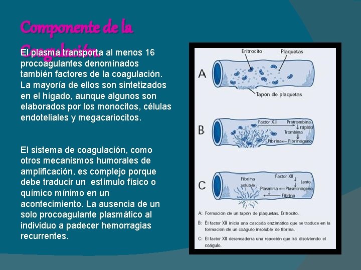 Componente de la El plasma transporta al menos 16 Coagulación. procoagulantes denominados también factores