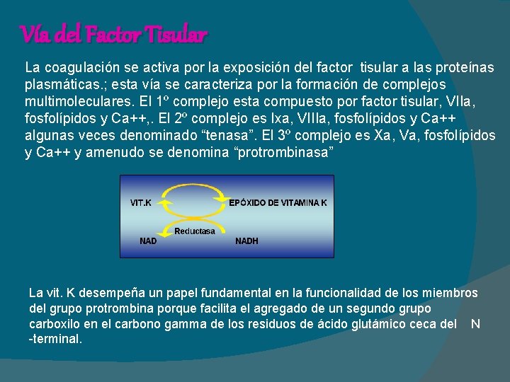 Vía del Factor Tisular La coagulación se activa por la exposición del factor tisular