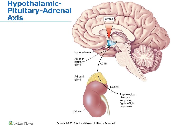 Hypothalamic. Pituitary-Adrenal Axis Copyright © 2016 Wolters Kluwer • All Rights Reserved 