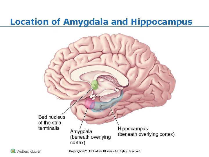 Location of Amygdala and Hippocampus Copyright © 2016 Wolters Kluwer • All Rights Reserved