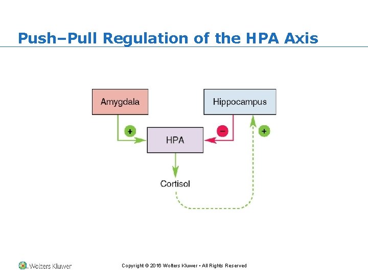 Push–Pull Regulation of the HPA Axis Copyright © 2016 Wolters Kluwer • All Rights