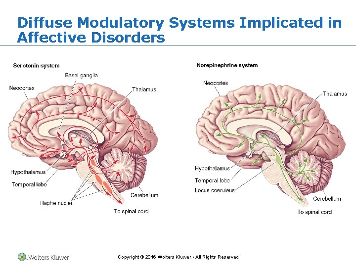 Diffuse Modulatory Systems Implicated in Affective Disorders Copyright © 2016 Wolters Kluwer • All