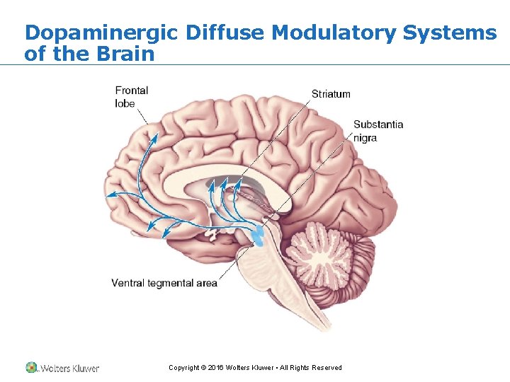 Dopaminergic Diffuse Modulatory Systems of the Brain Copyright © 2016 Wolters Kluwer • All