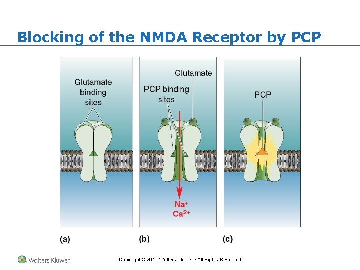 Blocking of the NMDA Receptor by PCP Copyright © 2016 Wolters Kluwer • All