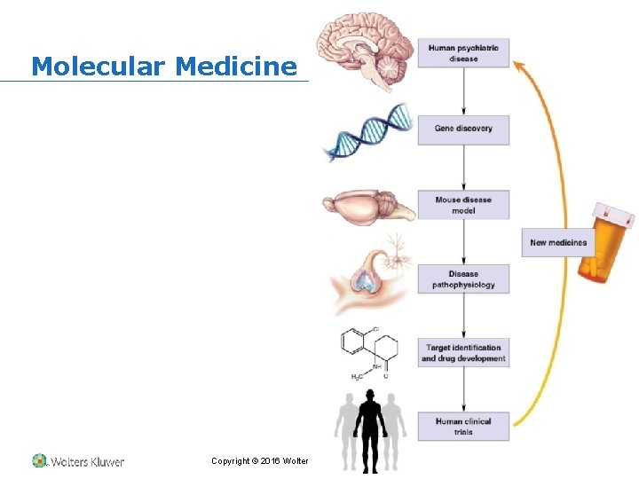 Molecular Medicine Copyright © 2016 Wolters Kluwer • All Rights Reserved 