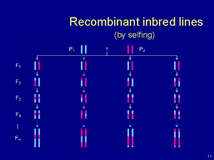 Recombinant inbred lines (by selfing) 11 