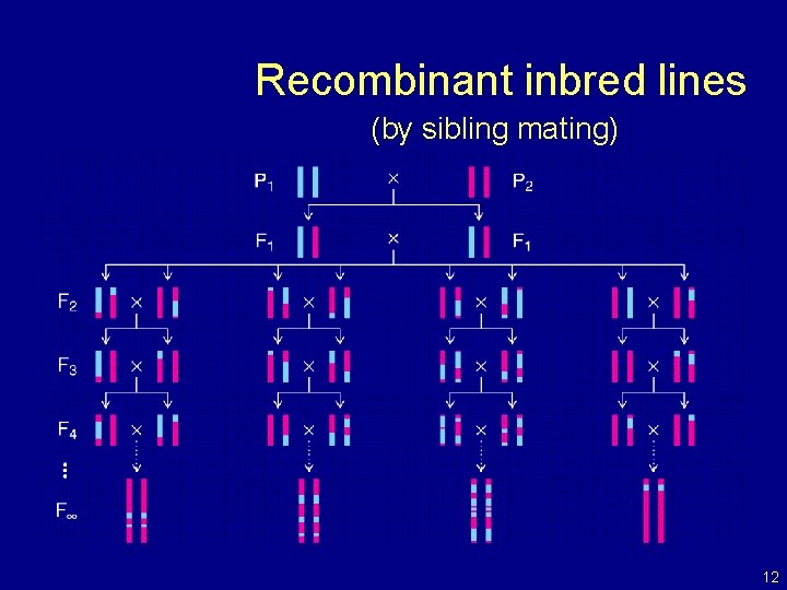 Recombinant inbred lines (by sibling mating) 12 