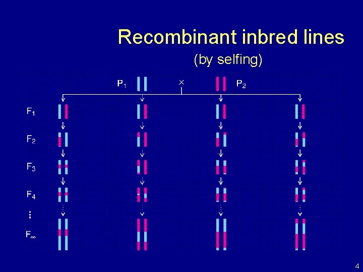 Recombinant inbred lines (by selfing) 4 