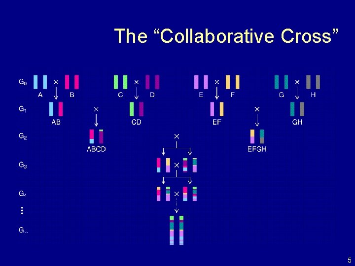 The “Collaborative Cross” 5 