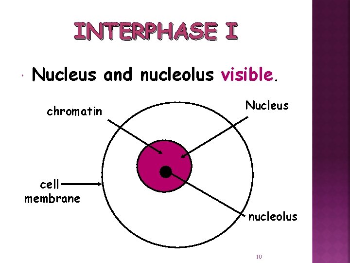 INTERPHASE I Nucleus and nucleolus visible. chromatin Nucleus cell membrane nucleolus 10 