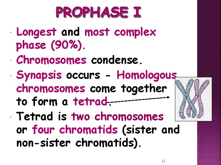 PROPHASE I Longest and most complex phase (90%). Chromosomes condense. Synapsis occurs - Homologous