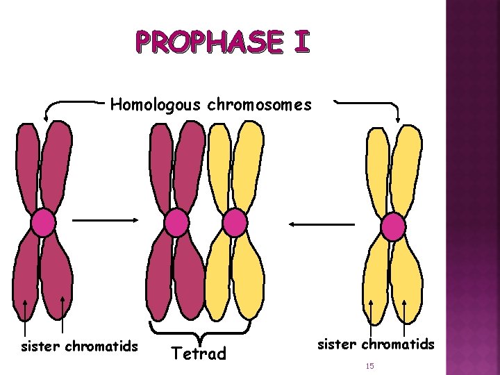 PROPHASE I Homologous chromosomes sister chromatids Tetrad sister chromatids 15 