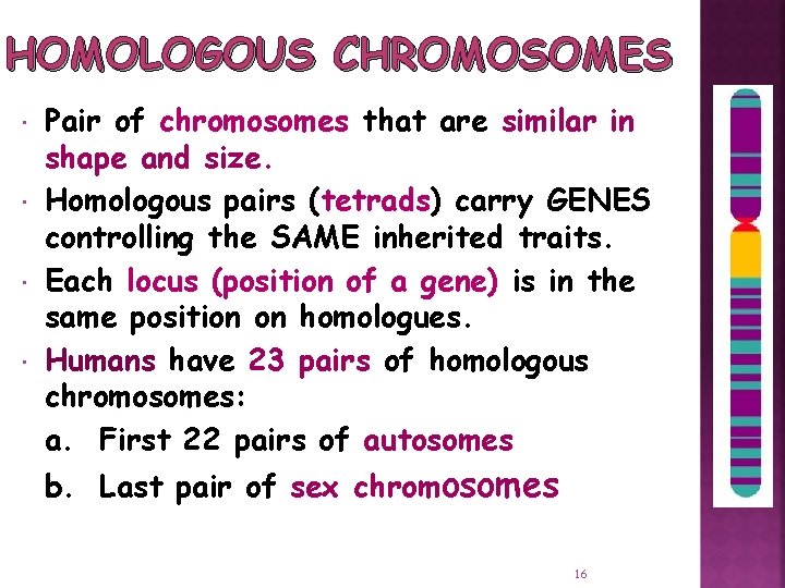HOMOLOGOUS CHROMOSOMES Pair of chromosomes that are similar in shape and size. Homologous pairs