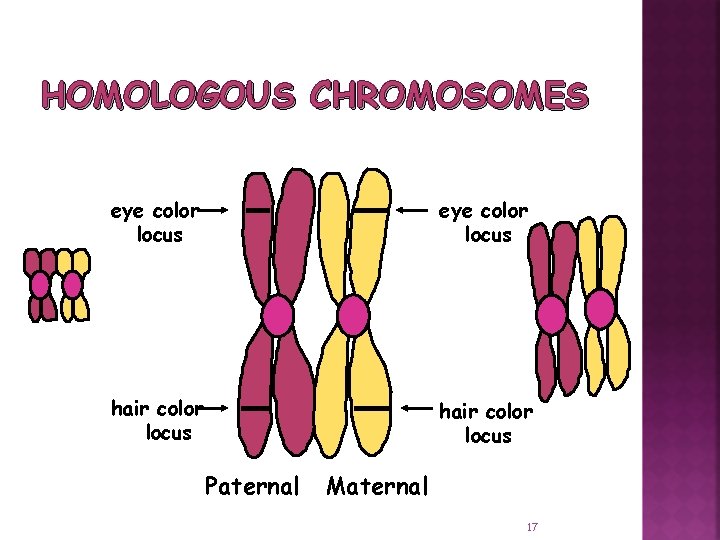 HOMOLOGOUS CHROMOSOMES eye color locus hair color locus Paternal Maternal 17 