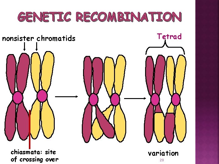 GENETIC RECOMBINATION nonsister chromatids chiasmata: site of crossing over Tetrad variation 20 