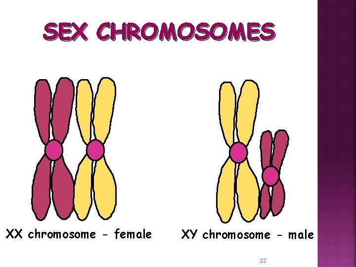 SEX CHROMOSOMES XX chromosome - female XY chromosome - male 22 