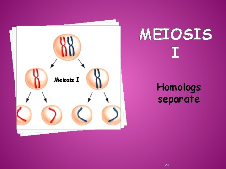 MEIOSIS I Meiosis I Homologs separate 23 