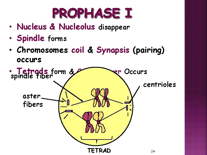 PROPHASE I • Nucleus & Nucleolus disappear • Spindle forms • Chromosomes coil &