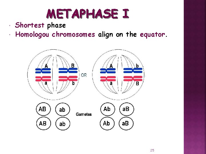 METAPHASE I Shortest phase Homologou chromosomes align on the equator. 25 