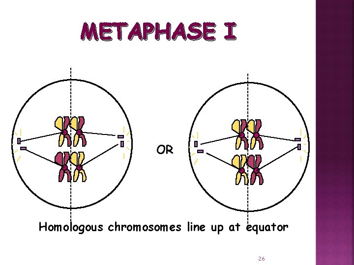 METAPHASE I OR Homologous chromosomes line up at equator 26 