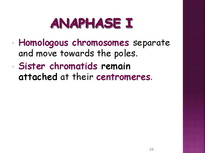 ANAPHASE I Homologous chromosomes separate and move towards the poles. Sister chromatids remain attached