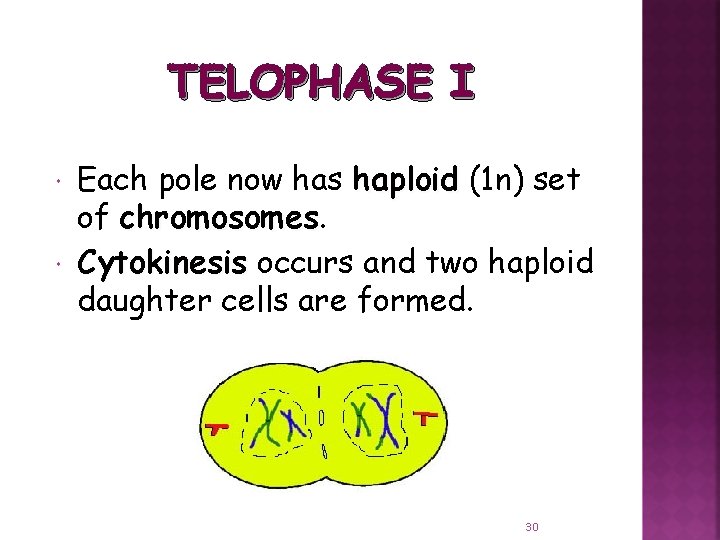 TELOPHASE I Each pole now has haploid (1 n) set of chromosomes Cytokinesis occurs