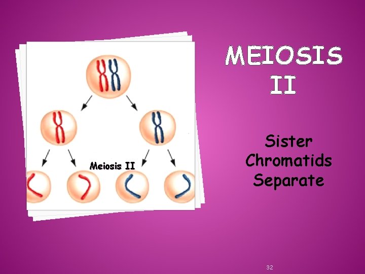 MEIOSIS II Meiosis II Sister Chromatids Separate 32 