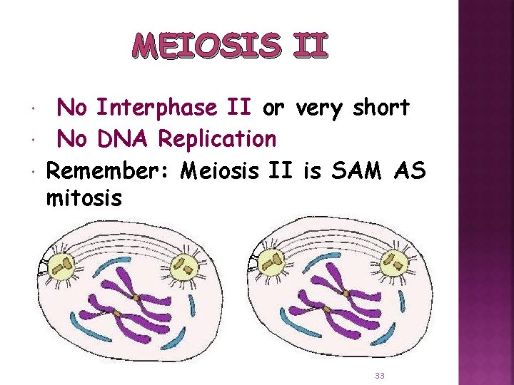 MEIOSIS II No Interphase II or very short No DNA Replication Remember: Meiosis II