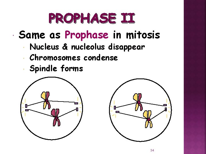 PROPHASE II Same as Prophase in mitosis Nucleus & nucleolus disappear Chromosomes condense Spindle
