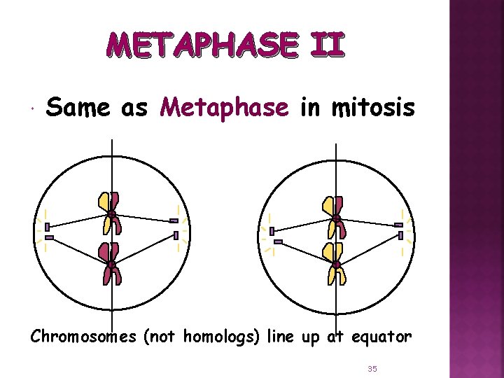 METAPHASE II Same as Metaphase in mitosis Chromosomes (not homologs) line up at equator