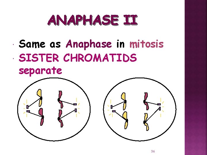 ANAPHASE II Same as Anaphase in mitosis SISTER CHROMATIDS separate 36 
